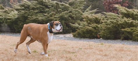 Training a Boxer to Use an Invisible Fence® Brand 